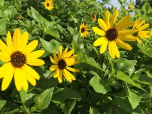 Sanibel Island Beach Sunflowers
