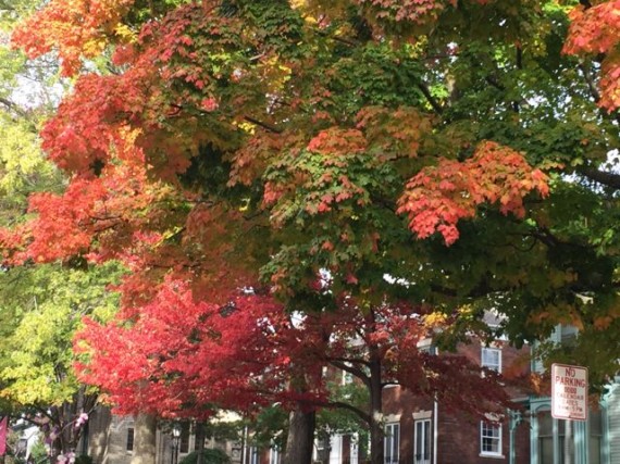 Fall colors