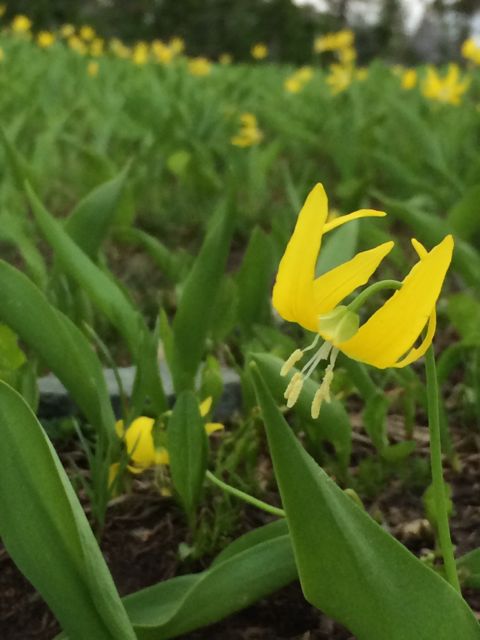 Yellow lily type flower at Logan Pass