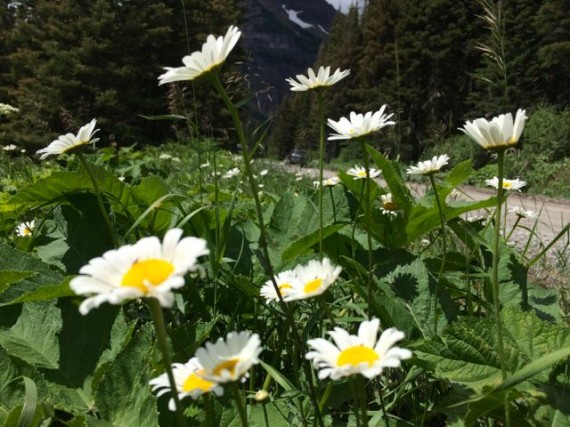 Roadside wildflowers on Going To The Sun Road 