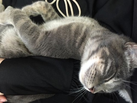 Midlife apathy looks like this cat