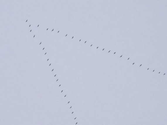 Geese flying in a v