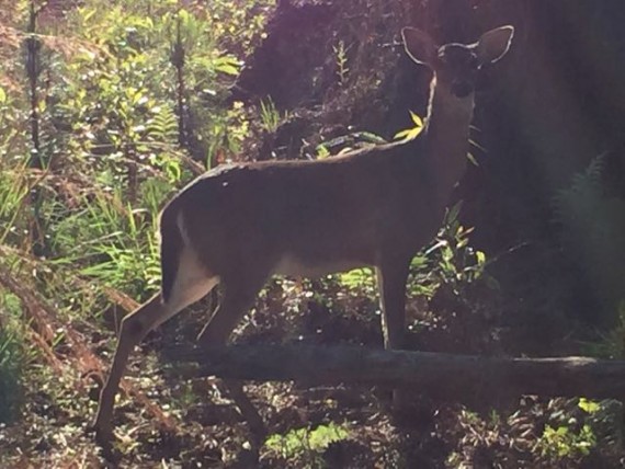 Wild Deer at Walt Disney World