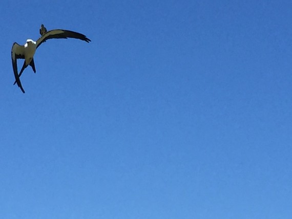 Swallow Tail Kite and Mockingbird confrontation