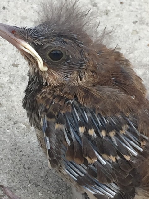Close up of bay bird