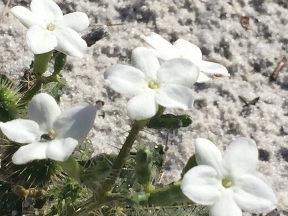 Florida Wildflower