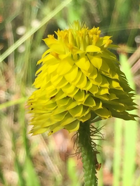 Florida wildflower
