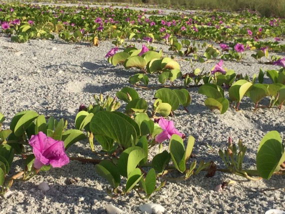 Florida Beach wildflowers