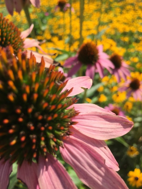 Wildflowers