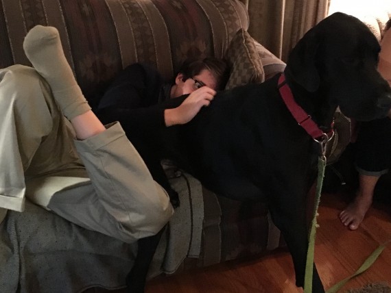 Great Dane lap dog