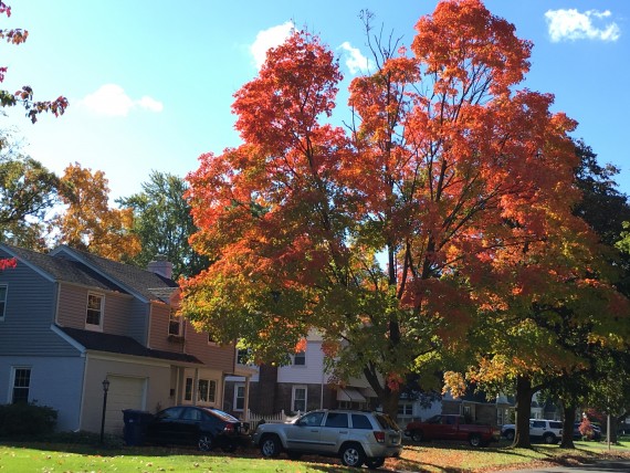 Pennsylvania Fall foliage 