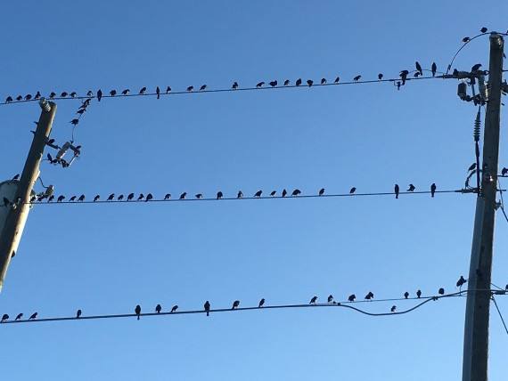 Birds on a wire