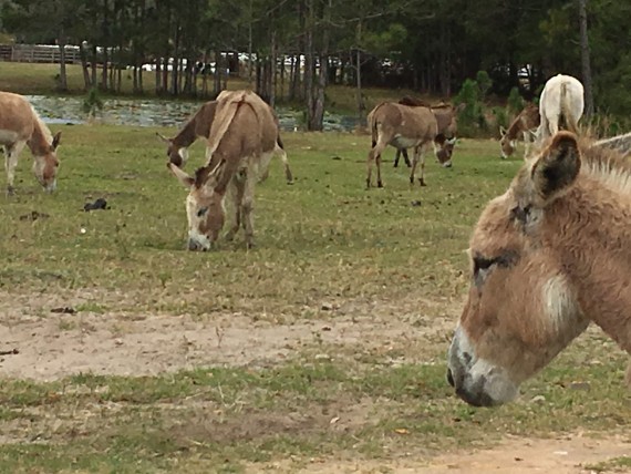Donkeys near Disney's Magic Kingdom
