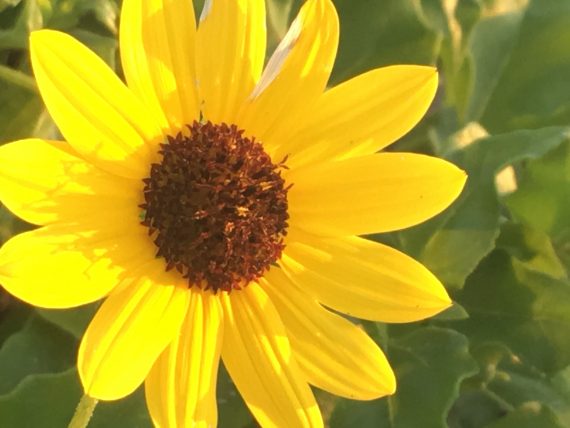 Florida beach sunflower