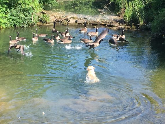 Yellow Lab in stream with Geese