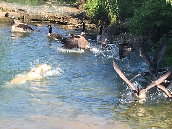 Yellow Lab in stream with Geese