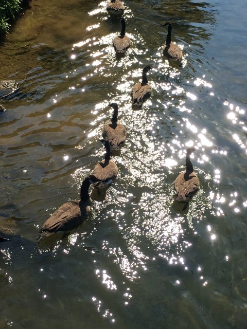 Geese swimming in a stream