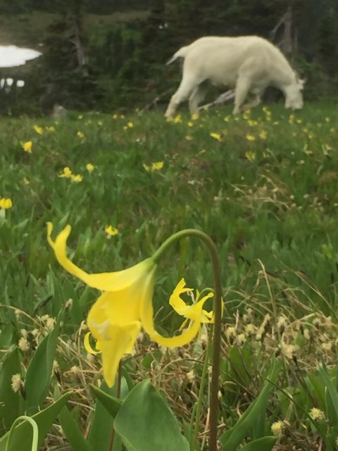 Glacier Lilly and Mountain Goat