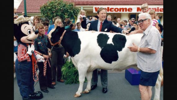 Minnie Moo the Disney cow