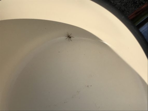 baby spider in a pan
